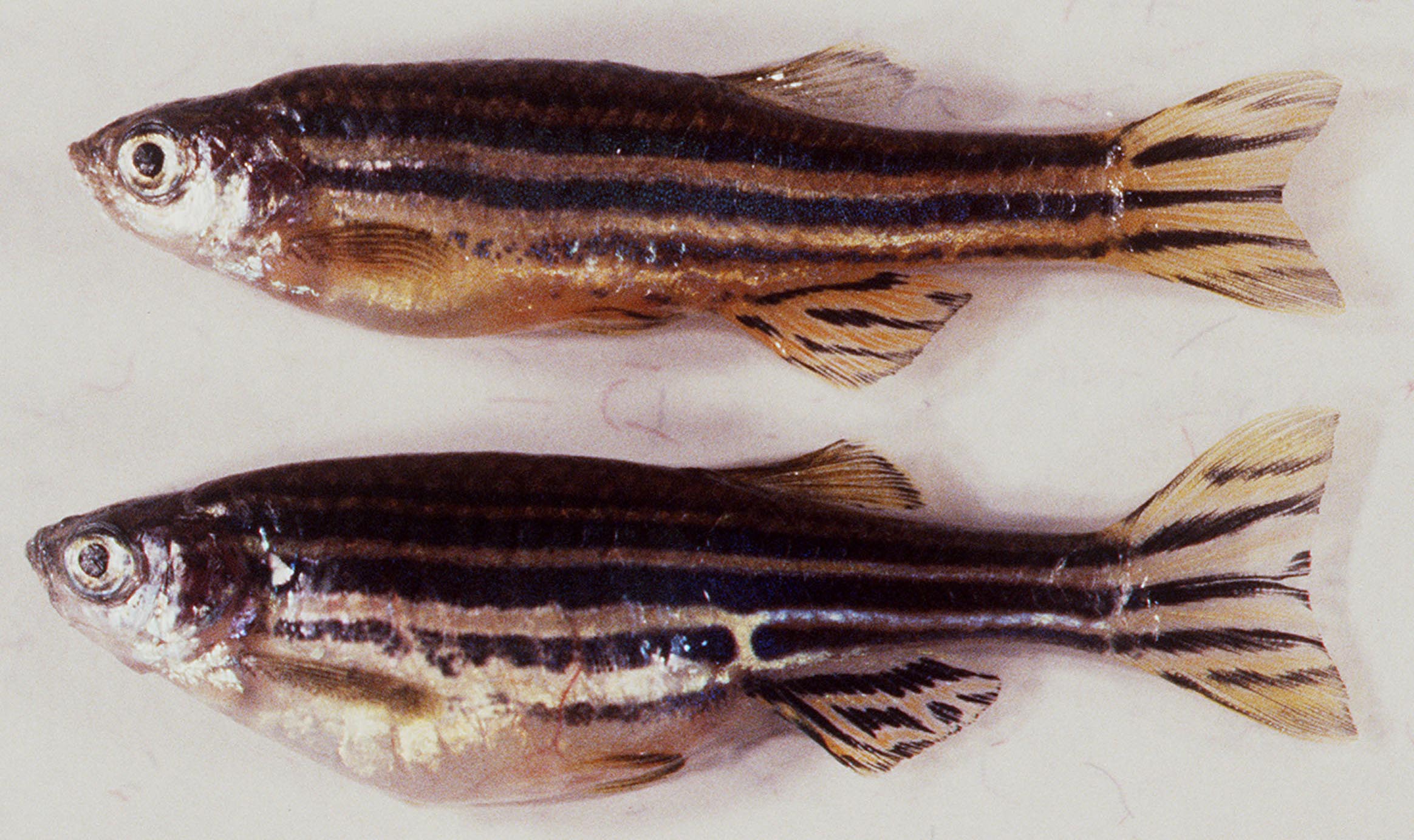 Why Zebrafish? - Brant Weinstein Lab | NICHD - Eunice Kennedy Shriver ...